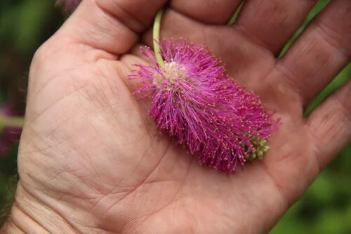 Sanguisorba Tickled Pink.JPG