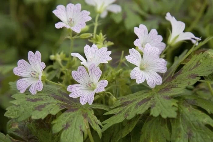 Geranium 'Katherine Adele'.jpg