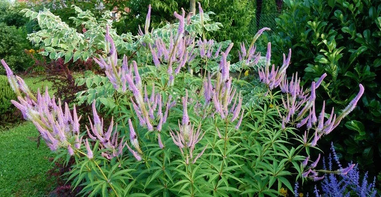 Veronicastrum virginicum 'Fascination'