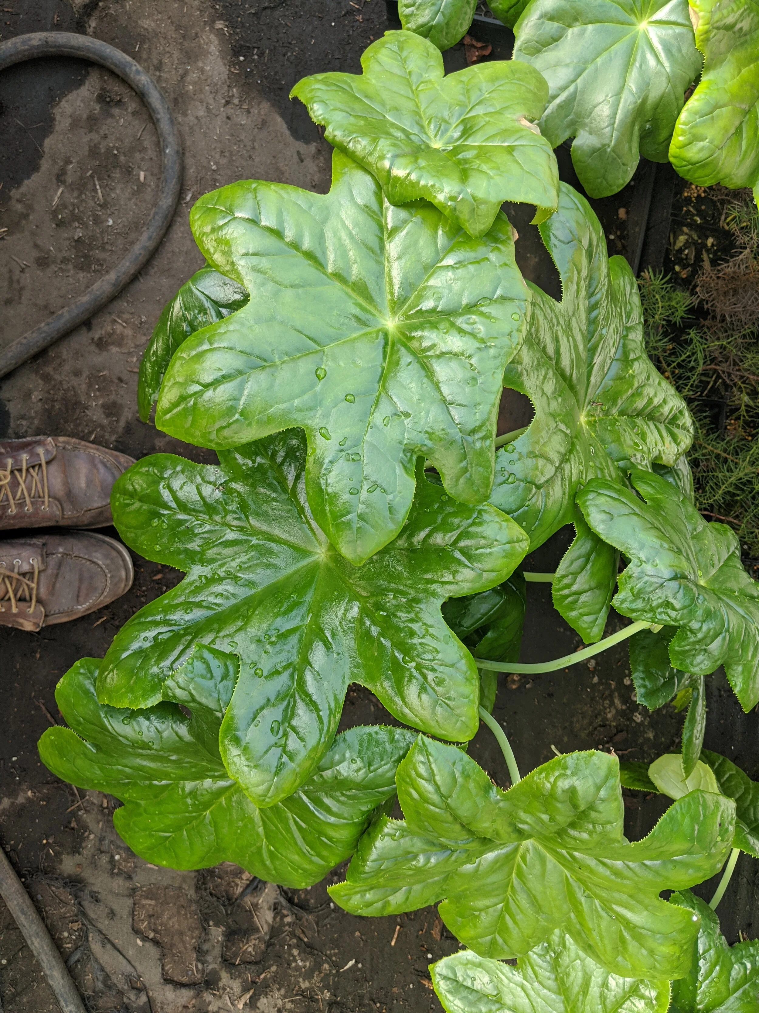 podophyllum seedlings.jpg