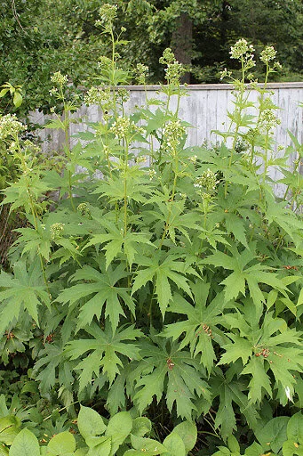 Napea dioica.jpg