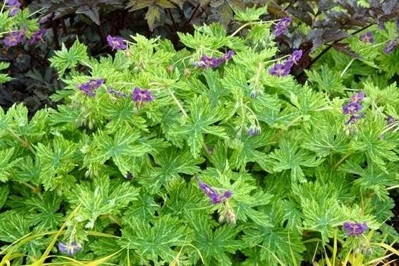 Geranium phaeum 'Margaret Wilson'
