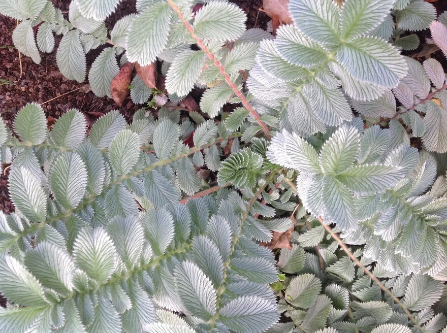 Potentilla lineata.jpg