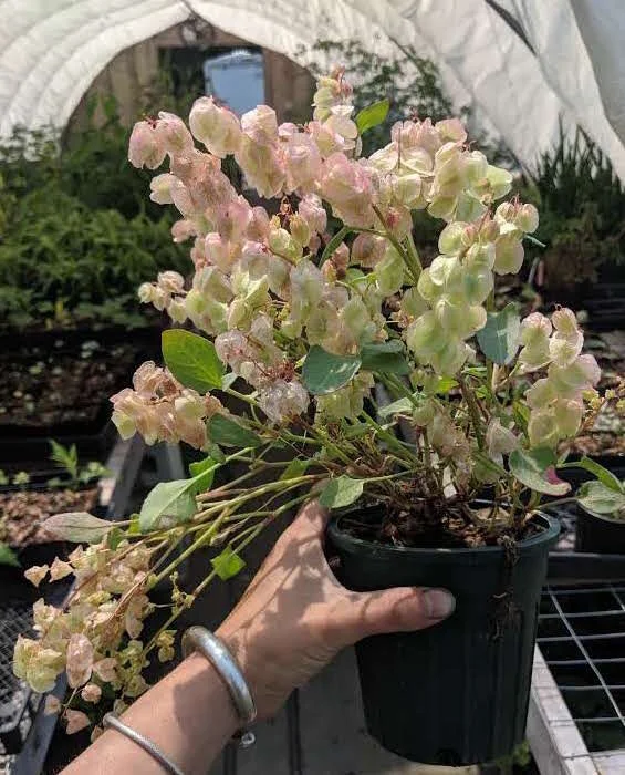 Rumex.jpg