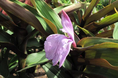 Roscoea purpurea 'Brown Peacock .JPG