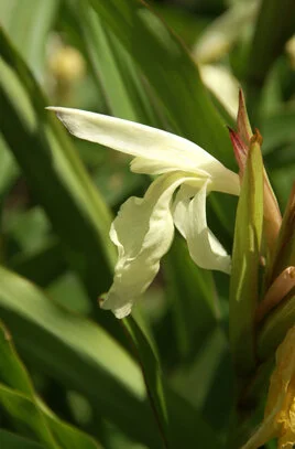 Roscoea x beesiana Cream Group.JPG