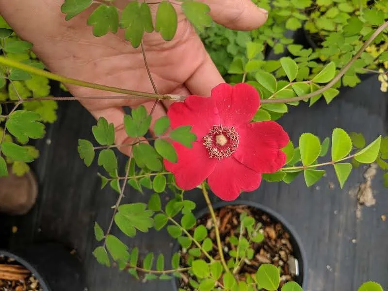 Rosa moyesii 'Geranium'