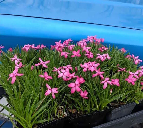 Rhodohypoxis baurii.jpg