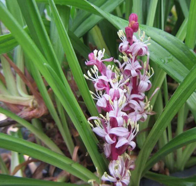 Reineckia-carnea.jpg