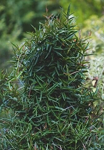 Trachelospermum asiaticum 'Theta'