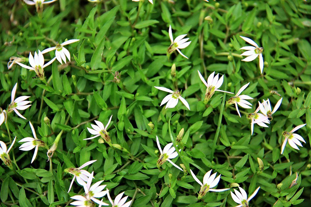 Lobelia chinensis.jpg