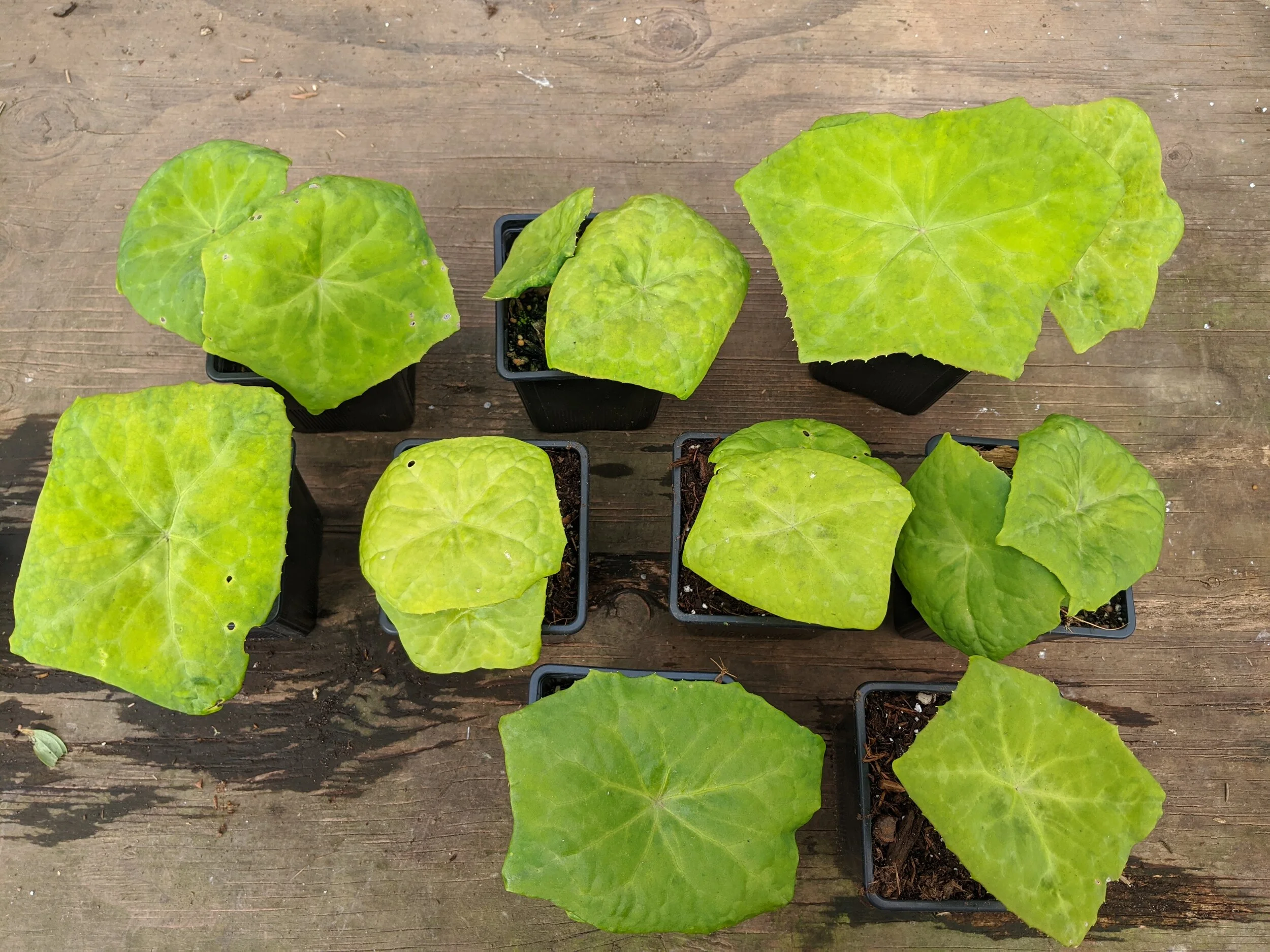 Podophyllum difforme hybrids