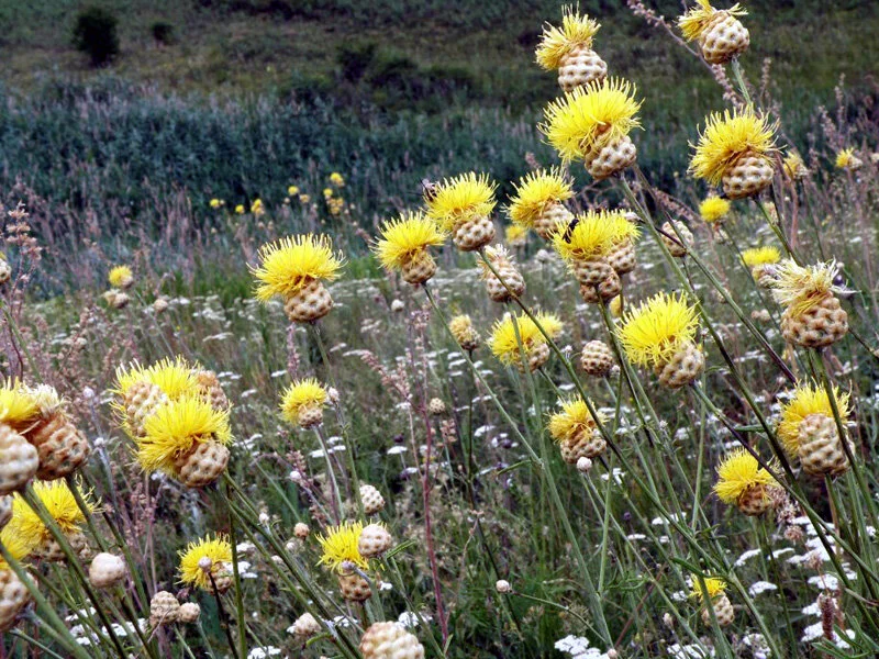 Centaurea orientalis