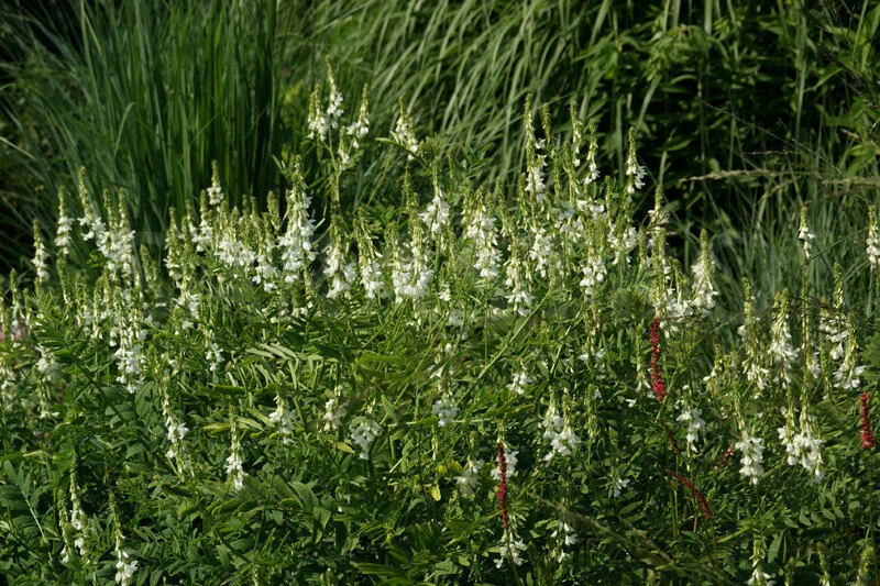 Galega xhartlandii 'Alba'
