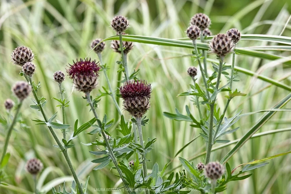 Centaurea atropurpurea.jpg