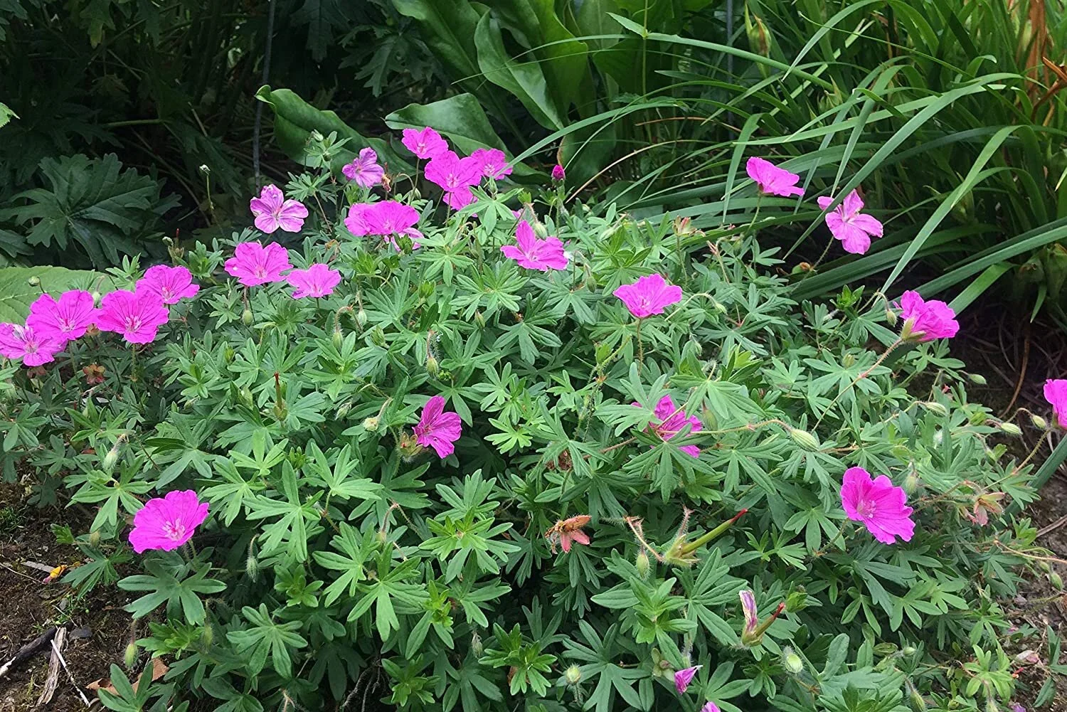 Geranium sanguineum 'Ankum's Pride'