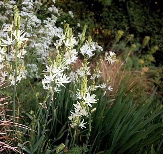 Paradisea lusitanica