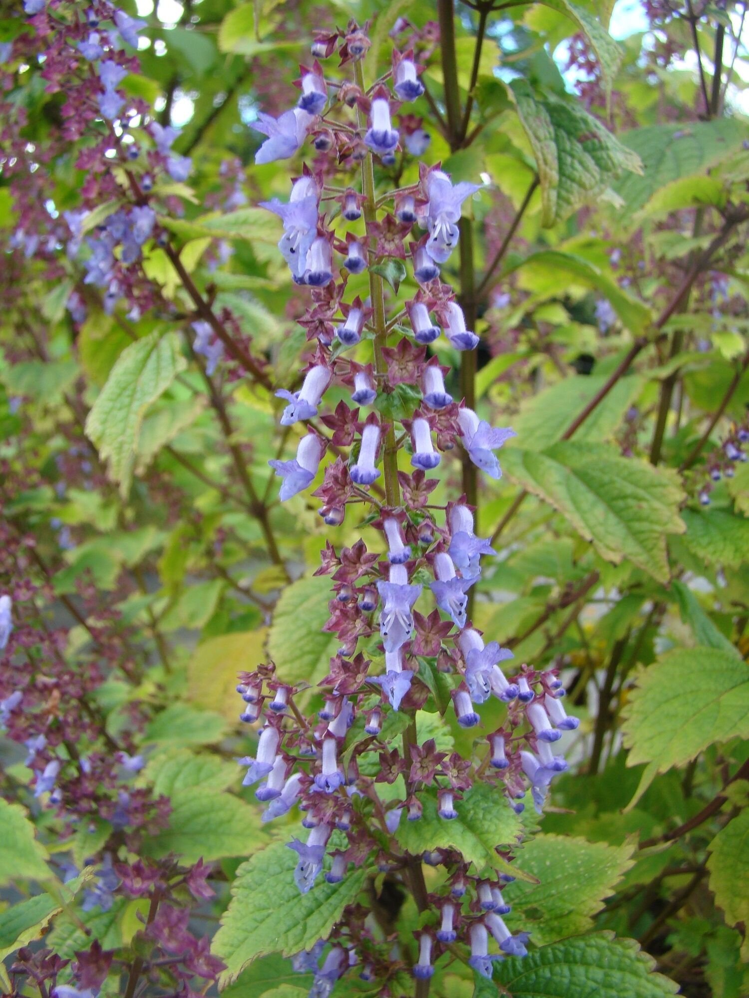 Plectranthus sp.