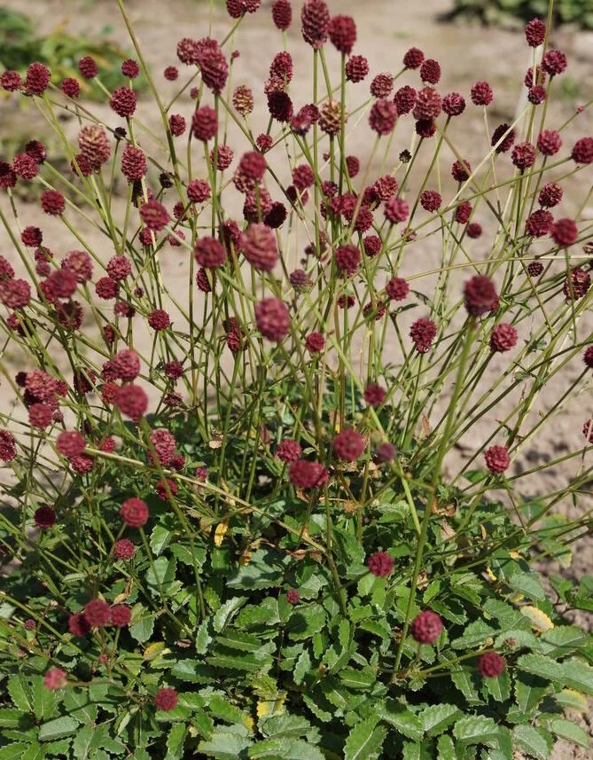 Sanguisorba officinalis 'Tanna'