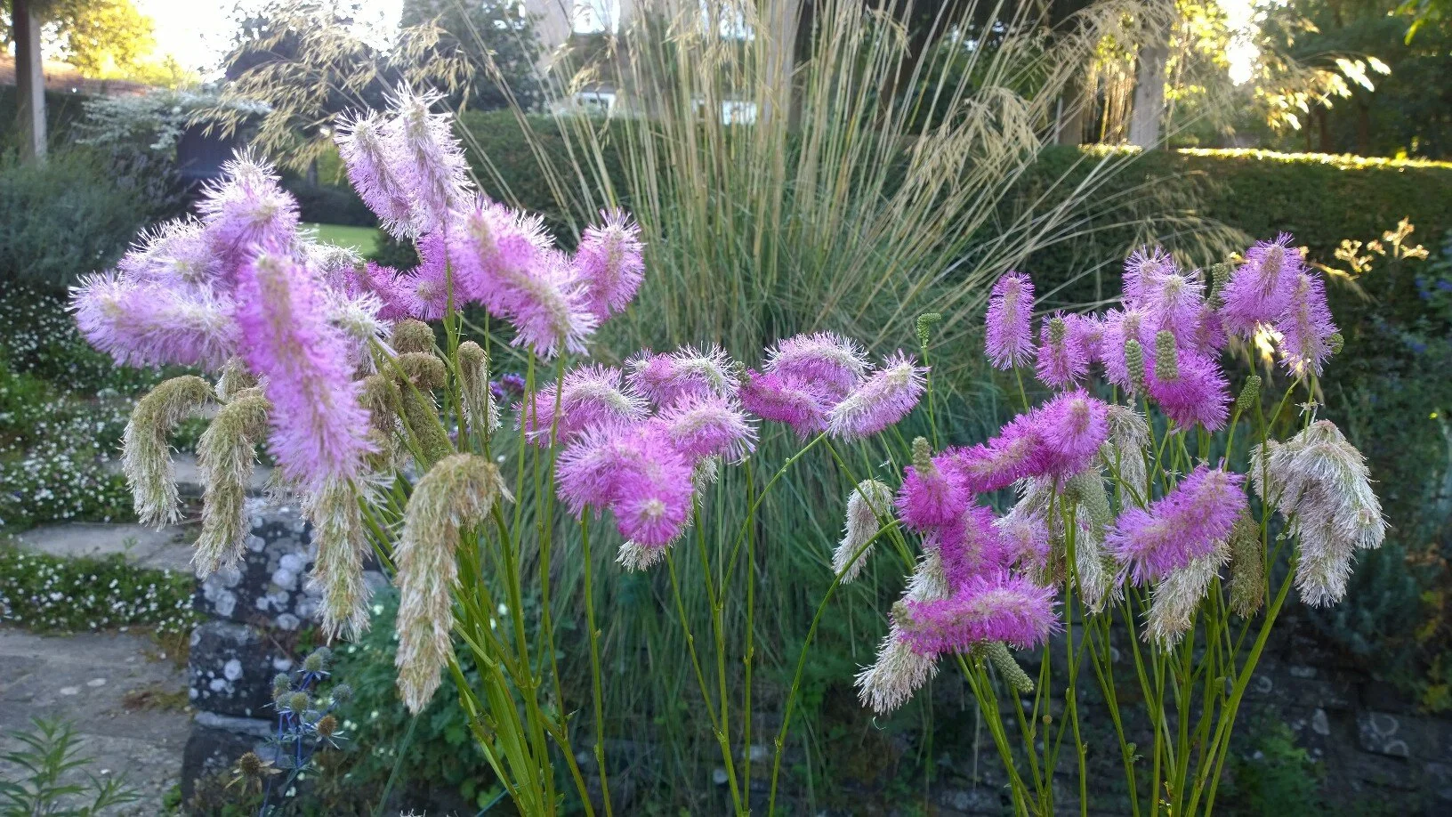 Кровохлебка Sanguisorba Pink Brushes