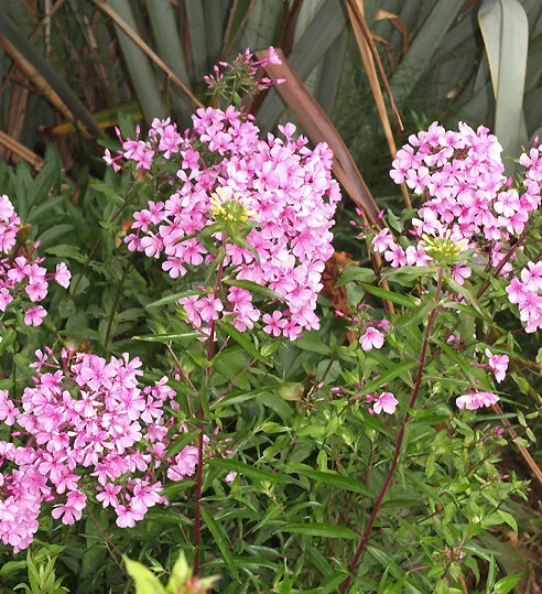 Phlox x arendsii 'Gary'