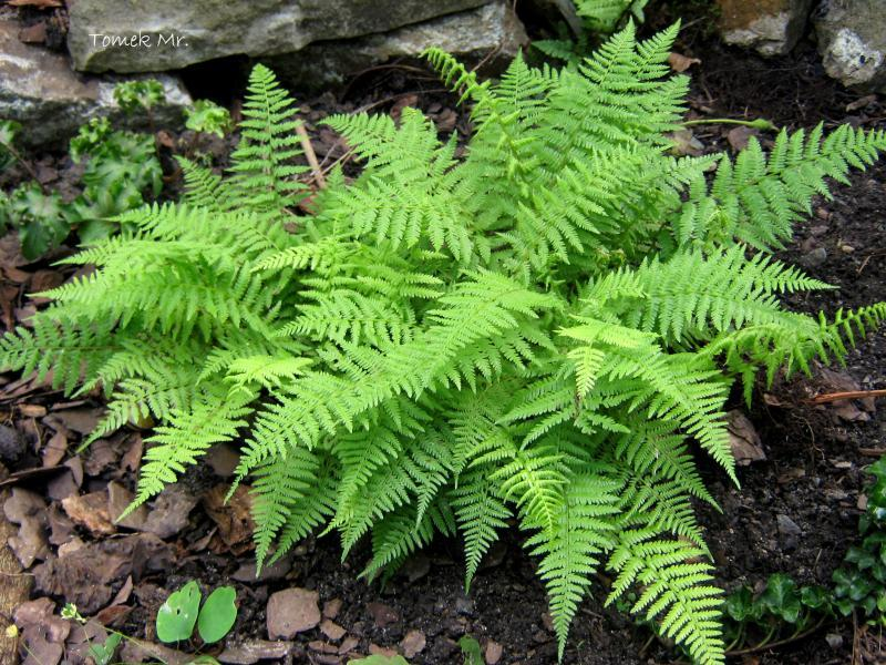 Athyrium filix-femina 'Minutissimum' .png