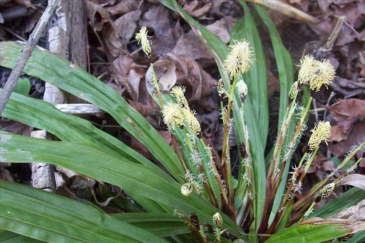 Carex platyphylla