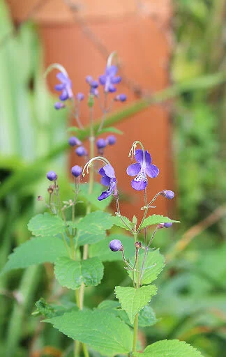 Caryopteris divaricata.jpg