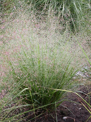 eragrostis.trichodes.jpg