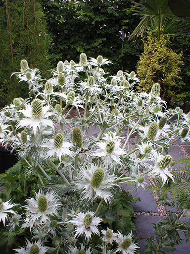 Eryngium giganteum.jpg