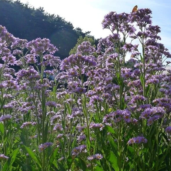 Aster tataricus.jpg