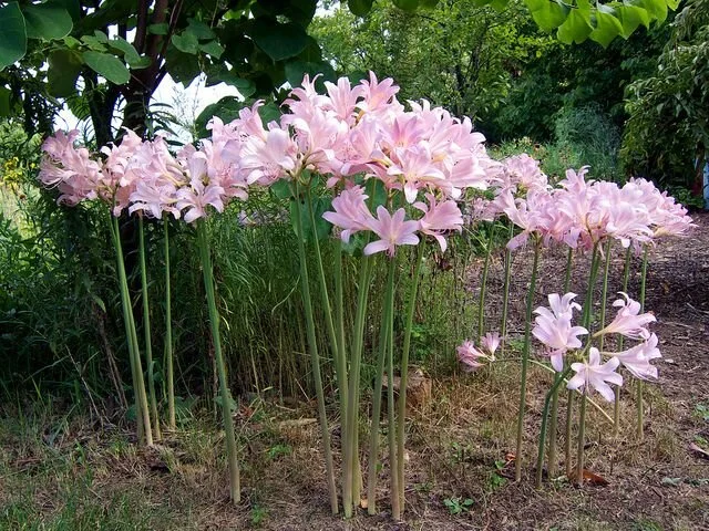 Lycoris.jpg