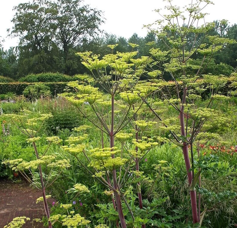 Peucedanum verticillare.jpg