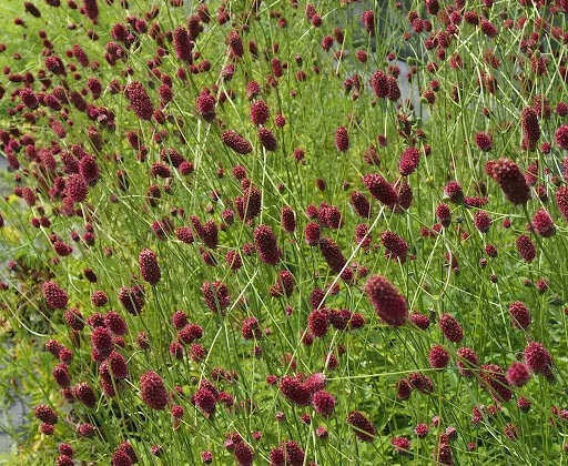 Sanguisorba officinalis 'Crimson Queen'