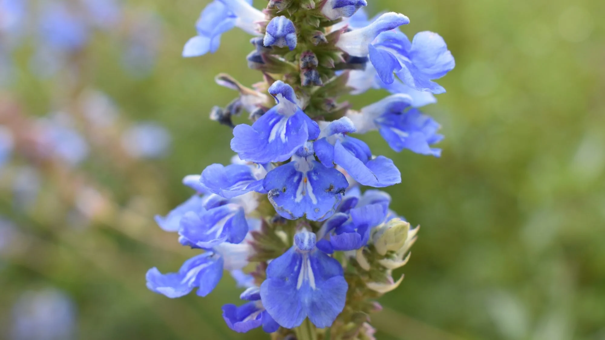 Salvia uliginosa