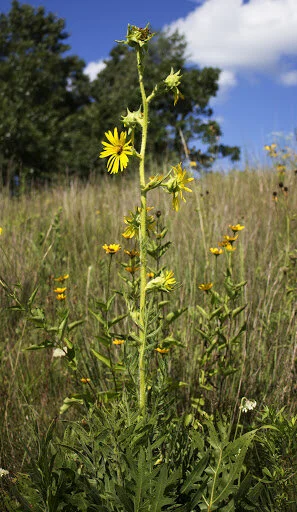 Silphium laciniatum