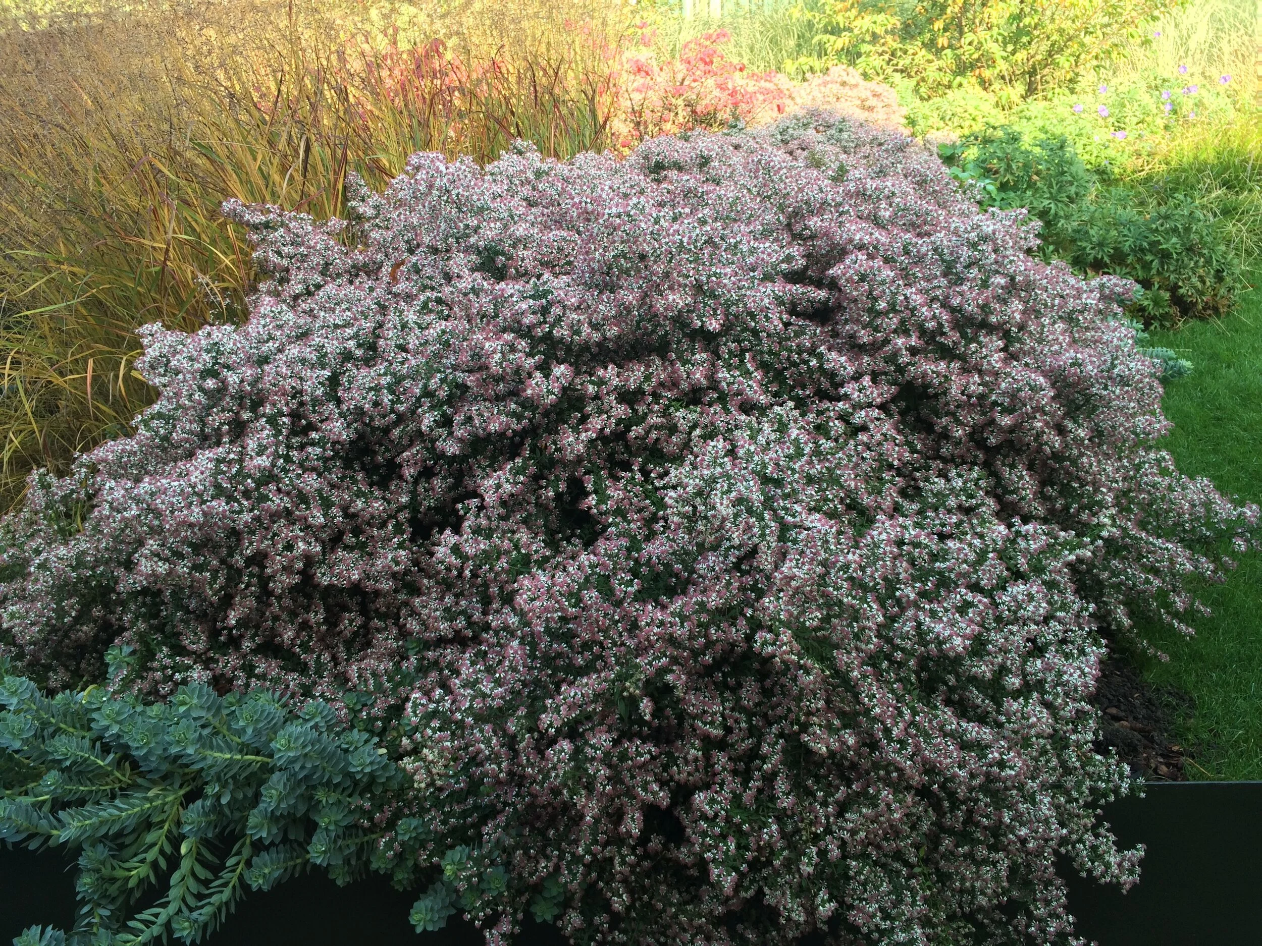Symphyotrichum lateriflorum var. horizontale 