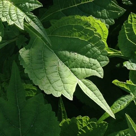 Isodon leaf.jpeg