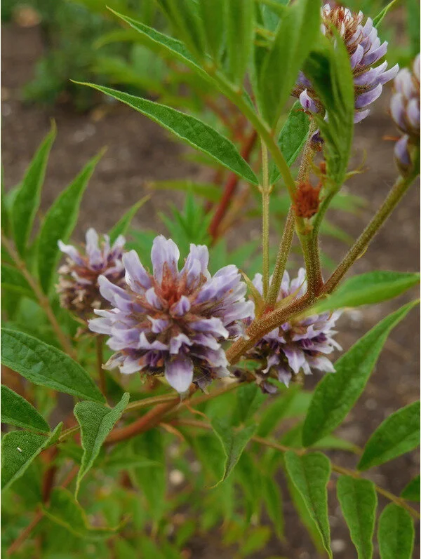 Glycyrrhiza yunnanensis.jpg