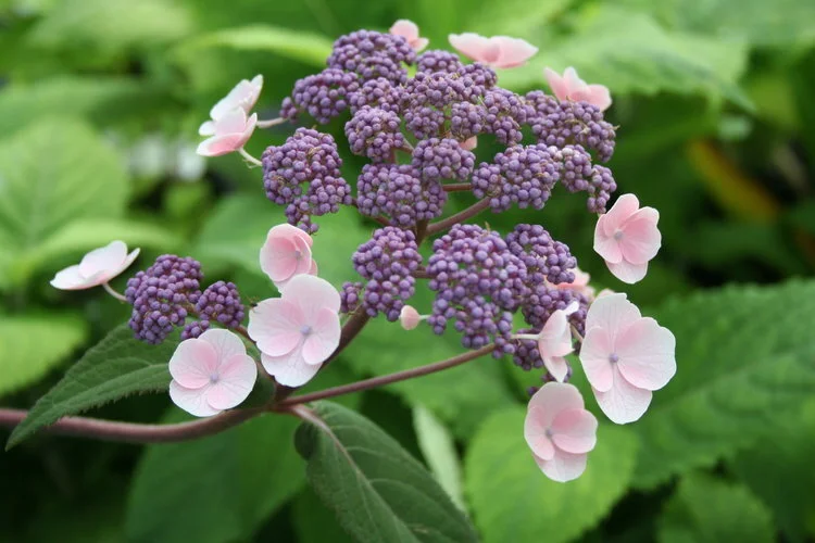 Hydrangea Royal Flush.JPG
