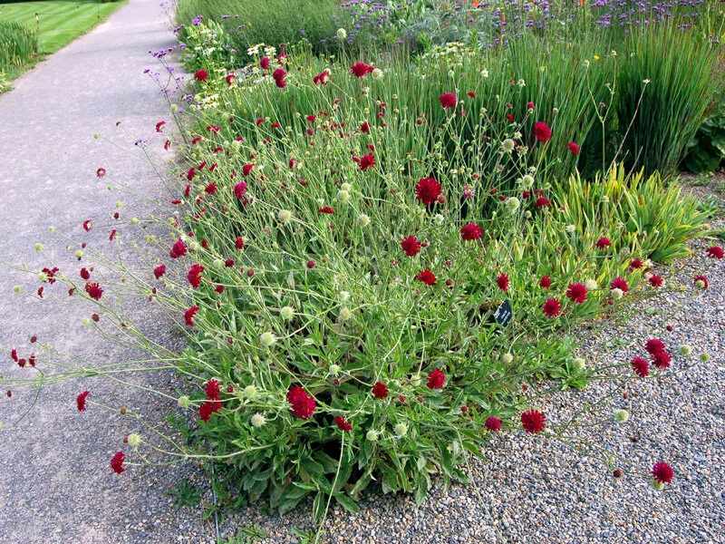 Knautia macedonica.jpg
