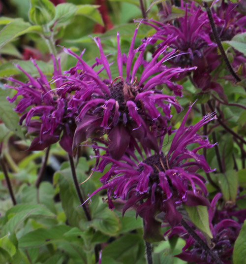 monarda westacre purple.jpg