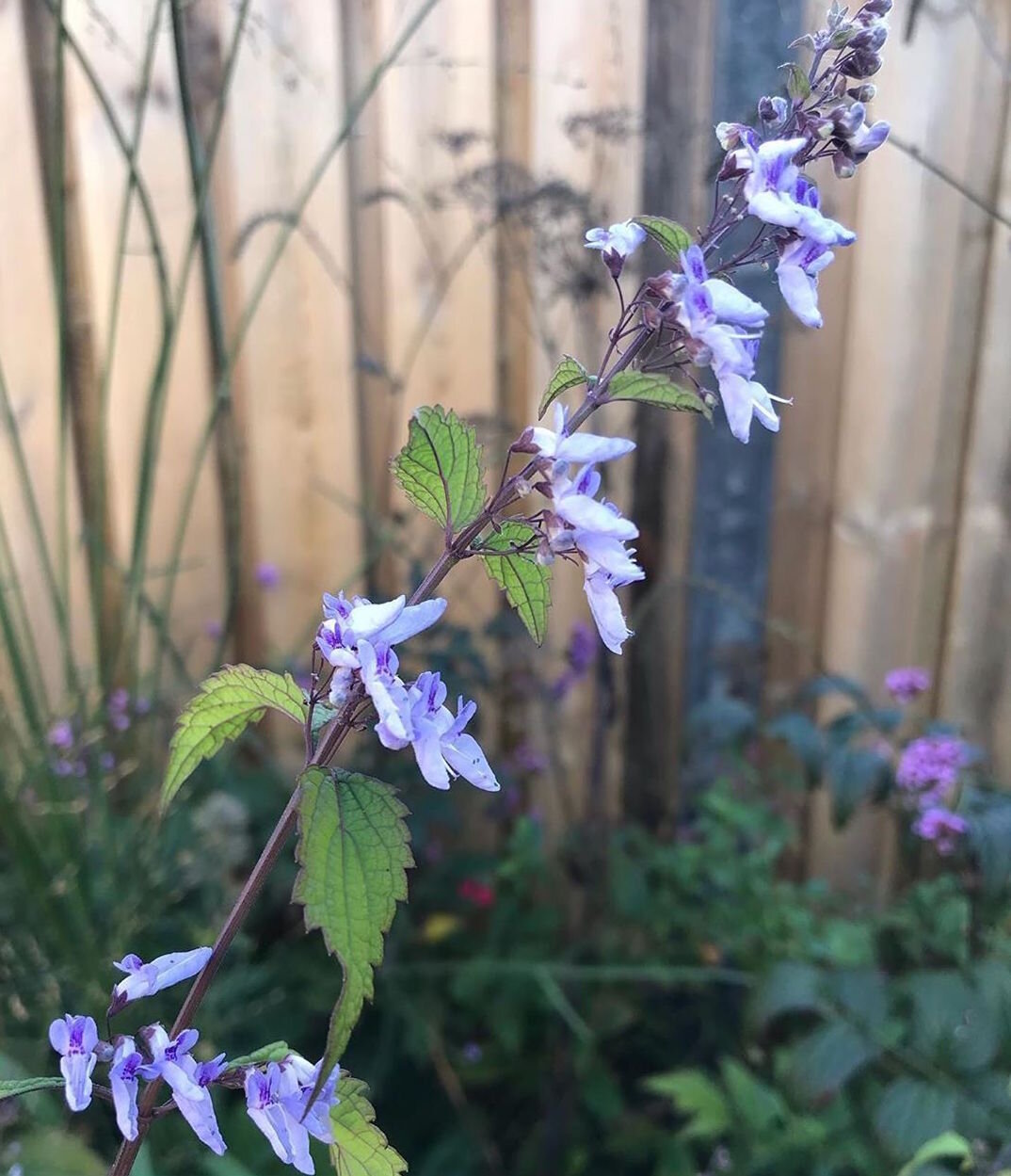 Isodon rubescens (Plectranthus rubescens)