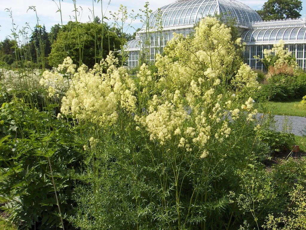 thalictrum lucidum.jpg