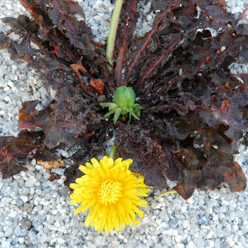 Taraxicum faeroense