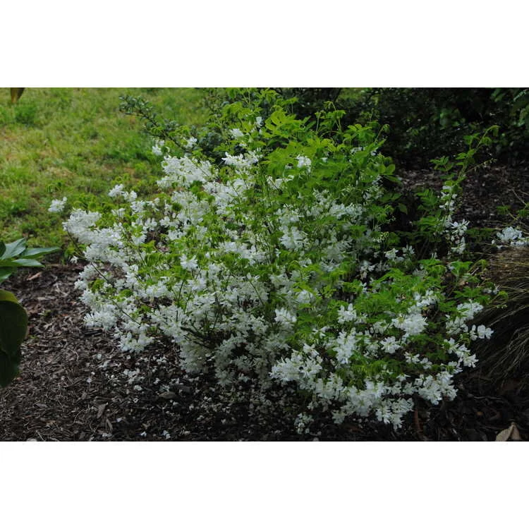 Indigofera kirilowii 'Angyo Snow'.JPG