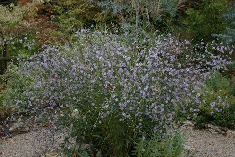 Symphyotrichum turbinellum