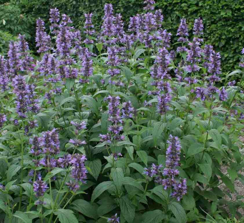 Nepeta kubanica