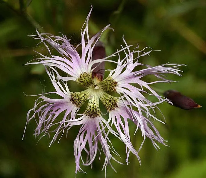 Dianthus superbus ssp alpestris pink lavender.jpg