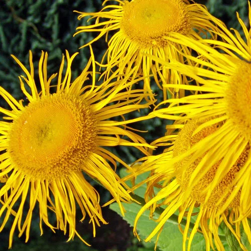inula magnifica.JPG